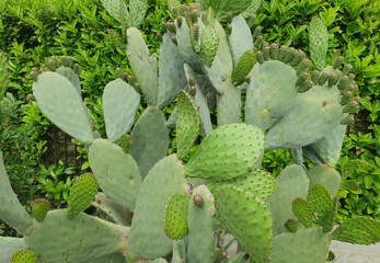 indian fig cactus plant scient. name Opuntia ficus indica