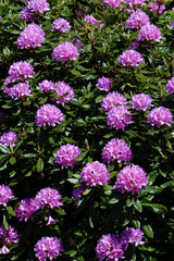 Fototapeta premium Close-up of vibrant blooming flowers, showcasing wealthy colors and delicate petal textures. Perfect nature background or floral design element for spring and&nbsp;summer&nbsp;themes.