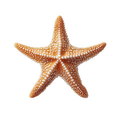 Seashell Starfish on Dark Marine Life Stock Image Coastal Decor Nautical on transparent background