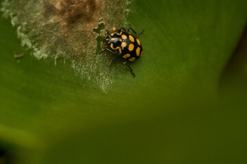 Vibrant Red Ladybug On Green Leaf Macro Photography