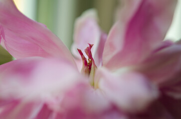 Delicate pink petals of a blooming peony captured in extreme macro with soft focus and dreamy light