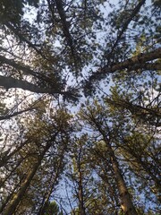 Upward view of a dense pine forest canopy with tall trees reaching into a clear blue sky