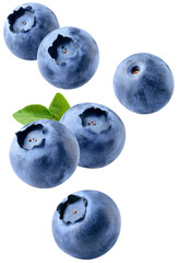 Blueberry isolated png. Blueberries with leaf flying on transparent background. Blueberry fall. Falling berries no background. Vertical blueberry composition. Full depth of field. Transparent png.