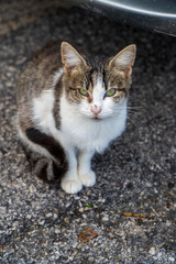 Kot błąkający się przy plaży, Sycylia, Włochy