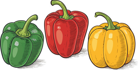 Capsicum in white background vector design, Capsicum illustration vector design