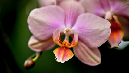Fototapeta premium Vibrant pink orchid flower in full bloom captured in a garden setting