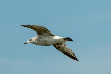 Immature seagull soaring through clear blue sky