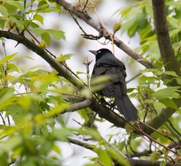 Common Grackle