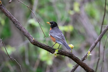 Robin