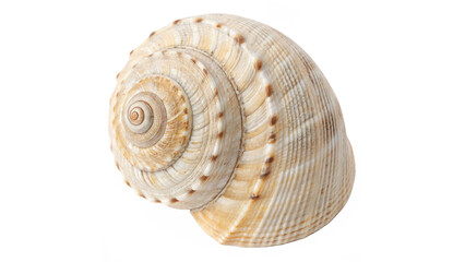Close-Up of a Detailed Seashell Isolated on a Clean on transparent background