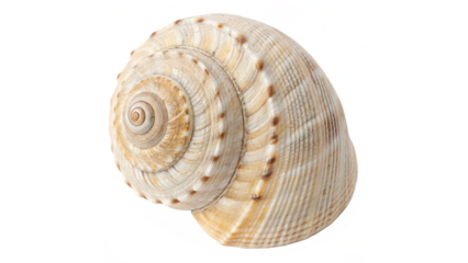 Close-Up of a Detailed Seashell Isolated on a Clean on transparent background