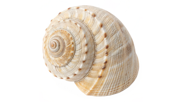Close-Up of a Detailed Seashell Isolated on a Clean on transparent background