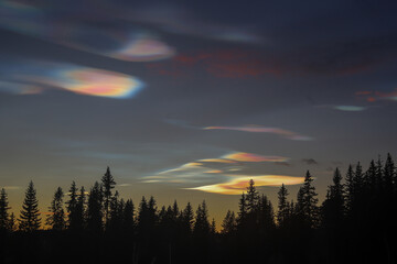 Polar clouds forming above a dense forest - the unique cloud patterns contrast with the dark treetops below, highlighting the beauty of natural phenomena in a northern landscape