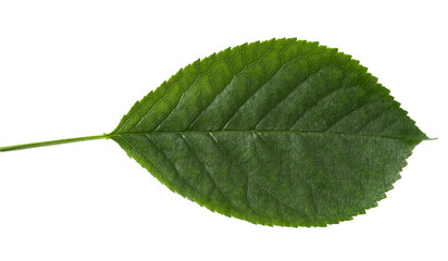 Fototapeta premium Green cherry leaf on transparent background, natural close-up 