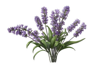 Obraz premium High resolution lavender vine with delicate purple blossoms slender climbing stems and lush green foliage isolated on white background floral clipart botanical art