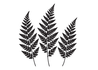 Naklejka premium fern leaves logo vector silhouette illustration, fern leaf logo icon silhouette, bracken fern leaf silhouettes vector illustration, black silhouette of a fern leaf on white background.