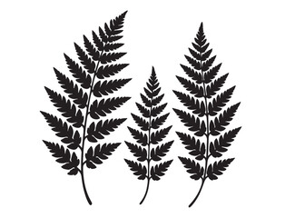Naklejka premium fern leaves logo vector silhouette illustration, fern leaf logo icon silhouette, bracken fern leaf silhouettes vector illustration, black silhouette of a fern leaf on white background.
