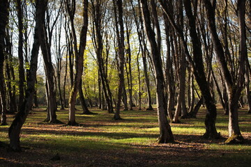 Fototapeta premium trees in the forest