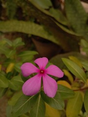 pink flower
