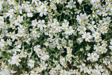 Background of small white flowers. Garden decoration. Sunlight. Soft selective focus.
