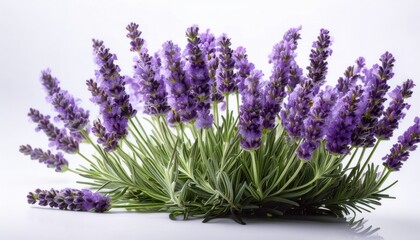 Obraz premium Lavender