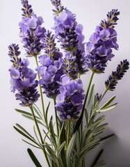 Obraz premium Lavender