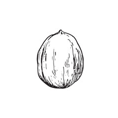 Walnut kernel in shell vector illustration hand drawn with ink. Black and white sketch isolated on white background. Object for food and vegetarian drinks label design
