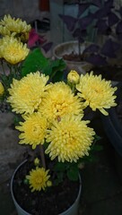 yellow chrysanthemum flowers