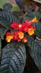 autumn leaves in the car