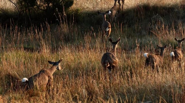 Spooked herd of kudu cows run away through tall grass at sunrise, rear view