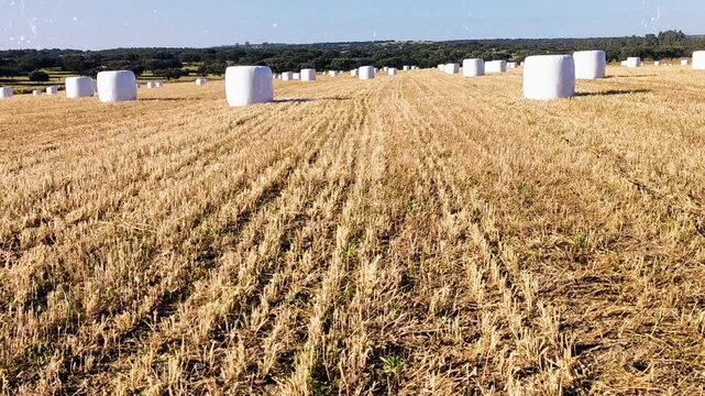 Campo de paja recolectar alpacas selladas con plasticos
