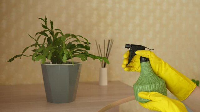 A woman is misting the leaves of a houseplant with a spray bottle. Taking care of an indoor flower.
