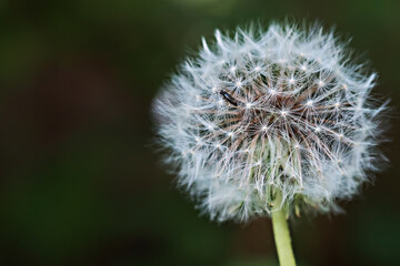 Dandelion on a green background. Silhouette of a dandelion, fluffy flower. Seeds macro close-up. Soft focus. Fragility. Spring.