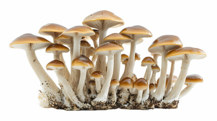 A dense cluster of wild forest mushrooms growing on soil, isolated on white background.