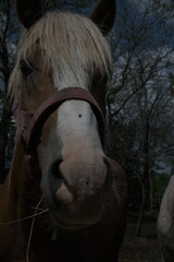 portrait of a horse