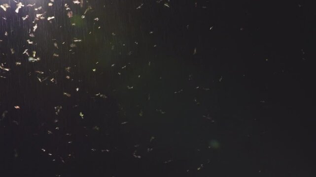 Wide handheld shot of a streetlight in a tropical environment at night, enveloped by countless insects and moths. Dense, swarming motion in humid air creates a haunting and immersive atmosphere.