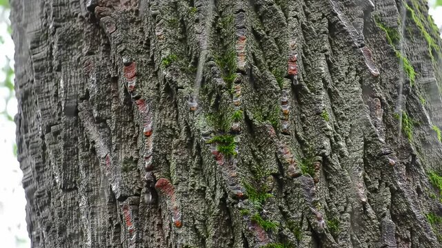 Close-up view of a textured tree trunk showcasing vibrant moss and lichen growth, surrounded by a lush forest backdrop - a cork tree