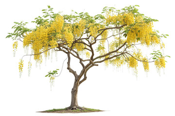 Obraz premium Golden Shower Tree Showcasing Bright Yellow Flowers on Transparent Background ,ai generated