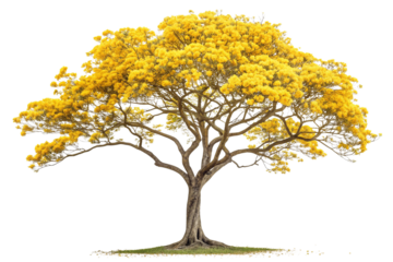 Golden Trumpet Tree Showcasing Bright Yellow Flowers in Full Bloom on Transparent Background  ,ai generated