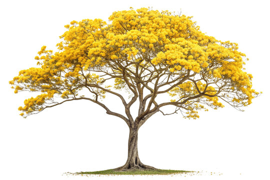 Golden Trumpet Tree Showcasing Bright Yellow Flowers in Full Bloom on Transparent Background  ,ai generated