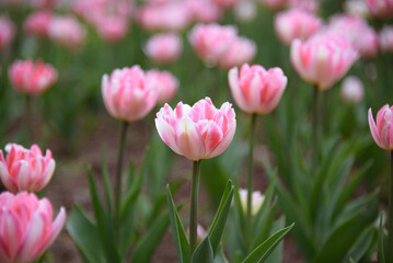 pink tulip flowers in flower bed, growing beautiful flowers, gardening concept, nature background