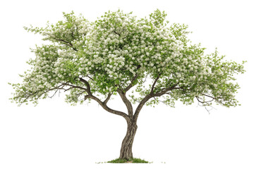 Obraz premium Isolated Blooming Tree Featuring Delicate White Flowers on Transparent Background ,ai generated