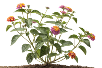 Lantana camara plant with vibrant multicolored flowers on transparent background,ai generated