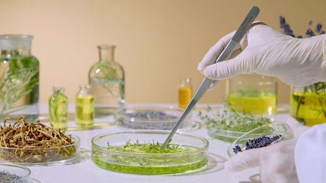 The researcher is using tweezers to pick up herbs from a small laboratory dish. The action of researching the herbal experiment
