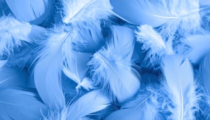 Fototapeta premium blue feathers background