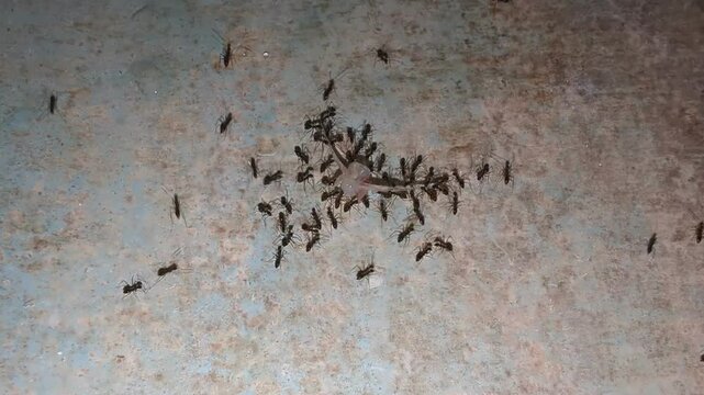 a group of ants carrying the remains of fish bones
