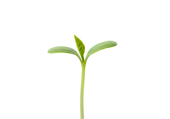 Seedling Sprout: Nature's Start © Muzammal