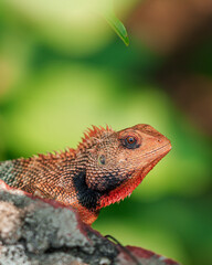 Colorful garden lizard with orange neck and sharp gaze, set against soft green blur—ideal for scientific, commercial, and design use.