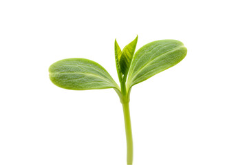 Seedling Growth: Sprout Image