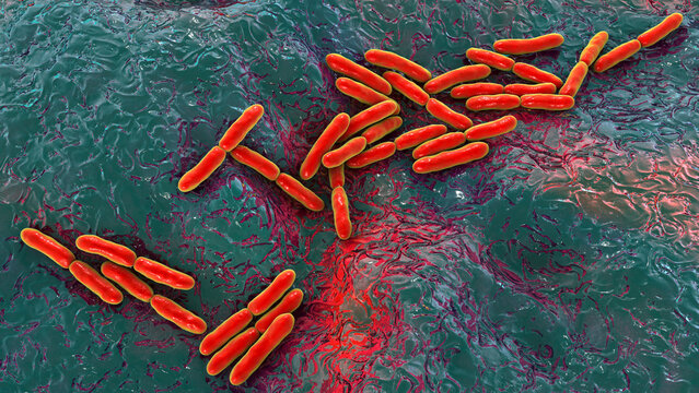 Bifidobacterium bacteria, 3D illustration. Gram-positive anaerobic bacteria important for gut health, commonly used as probiotics and studied for their role in preventing gastrointestinal disorders